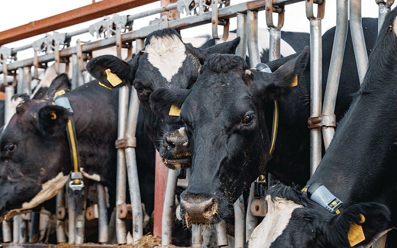 European Alert: Avian Flu in Dairy Cows