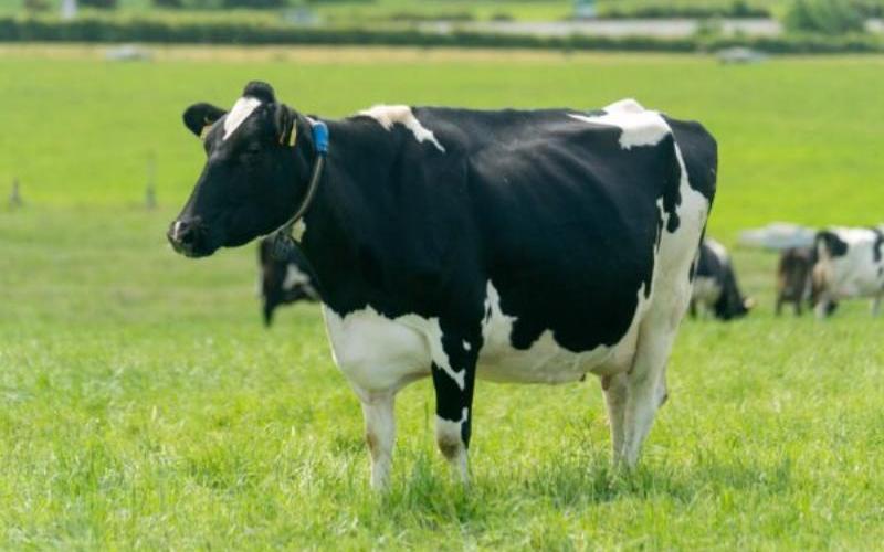 Rethinking Worm Control Strategies in Dairy Cows Amidst Emerging Research