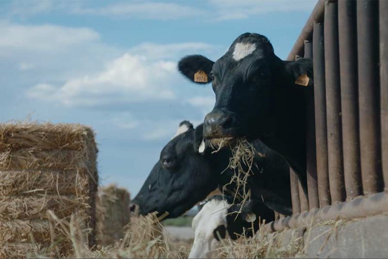 Federal lawmakers propose year-round visas for Idaho dairy farms