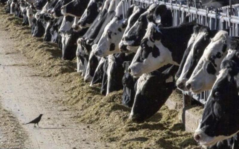 India's Increasing Milk Production and Regional Disparities in Access