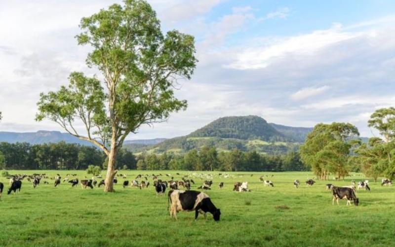 Nbryo Pty Ltd completes AUD $10 Million Capital Raising to Accelerate Genetic Improvement in Beef & Dairy