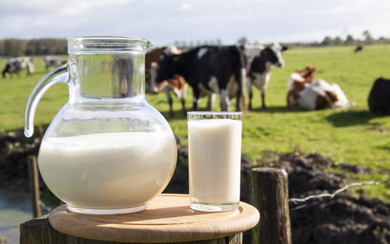 Milk production in Kazakhstan in 2024 increased by 4.4% compared to 2023