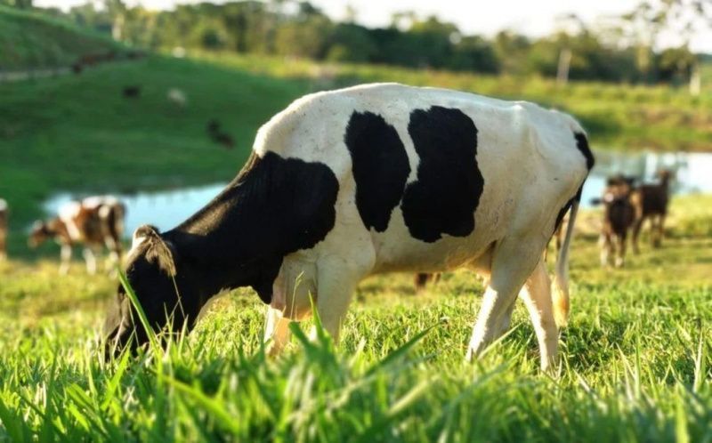 Conseleite projects Rio Grande do Sul milk price at R$2.48 in August