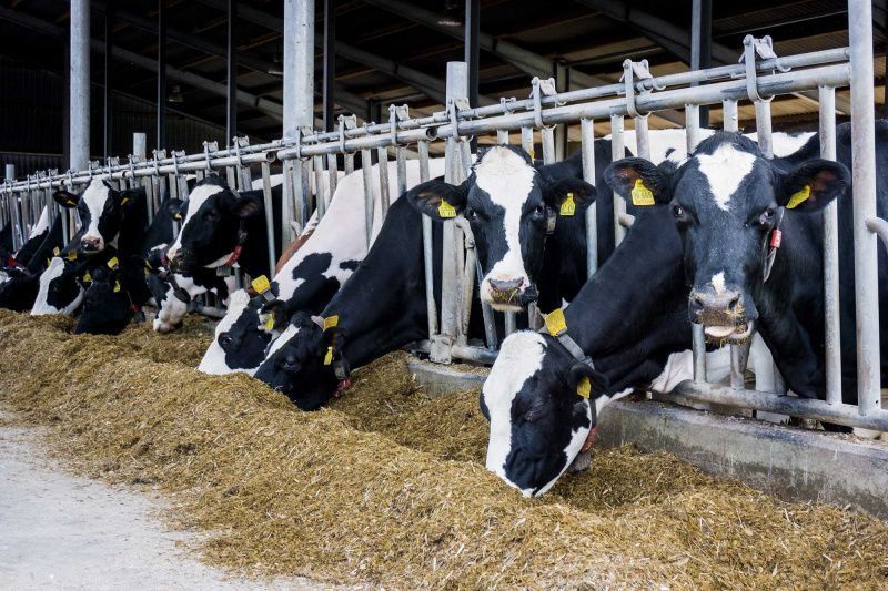 EE. UU. destina 165,5 millones de dólares a lácteos para programas de asistencia alimentaria