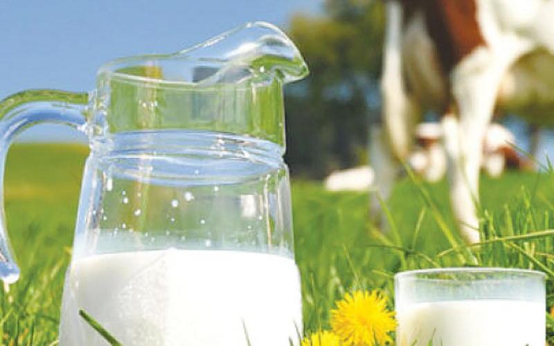 New Zealand's Dairy Export Growth Contributes to Record $62B Food Exports