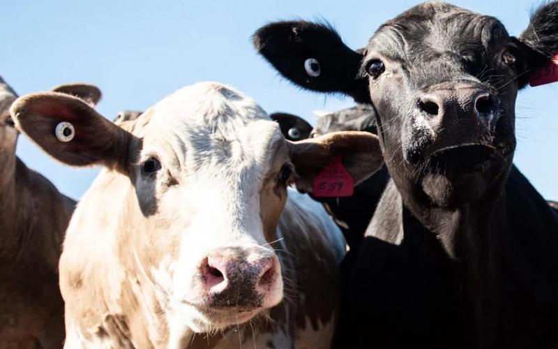 Iniciativas de Cruce de Ganado Vacuno y Lácteo Apuntan a Mejorar la Consistencia en las Cadenas de Lácteos y Carne