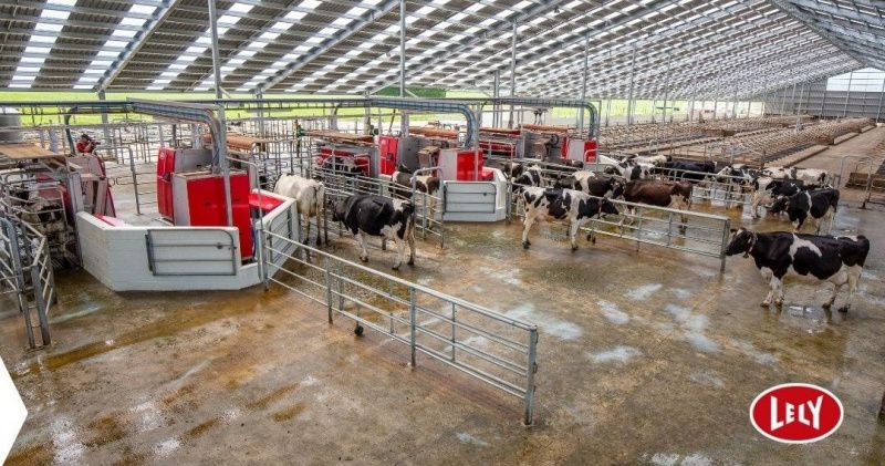 A New Zealand Dairy Farm Combines Robots with Pasture