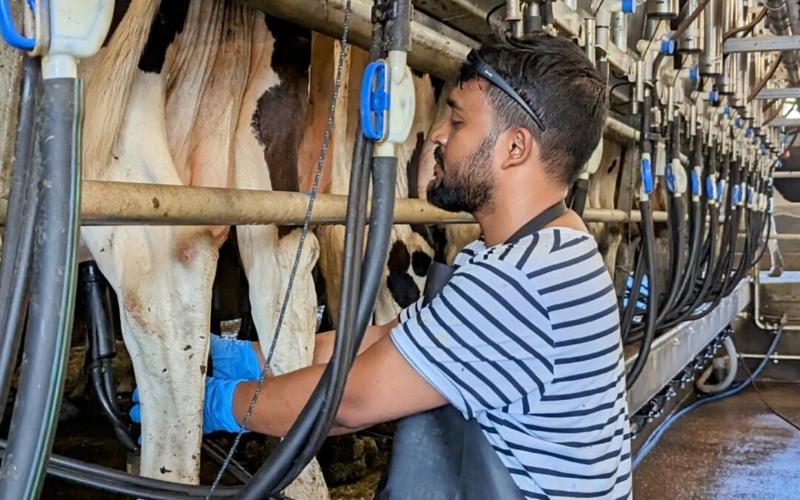 Ecolab представила систему KPI и управления рисками мастита на семинаре в Будапеште