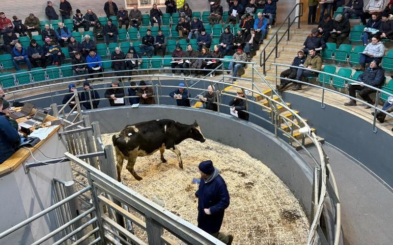 Güçlü Yerel Talep Nedeniyle Corrin Mart'ta Süt Ürünleri Fiyatları Yükseliyor