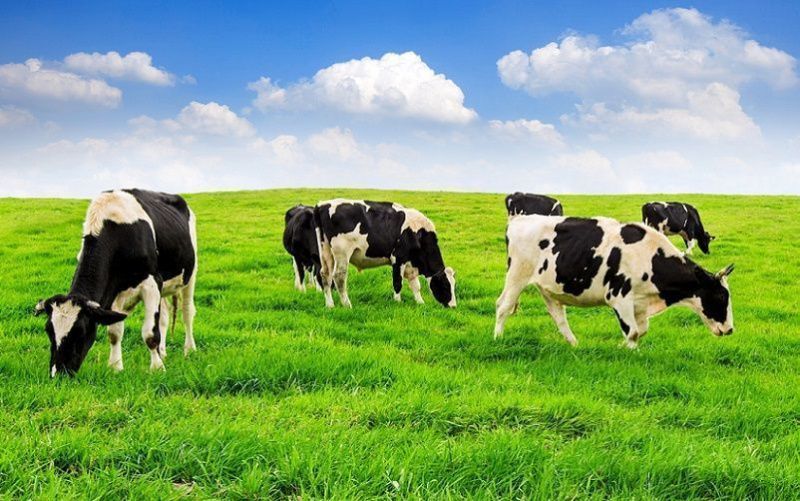 Spanish and New Zealand Dairy Industries Connect Over Sustainability