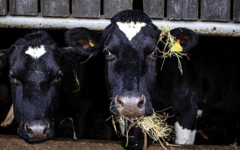 AHDB Dairy, Melez Süt Sürüleri için Genomik Testi Tanıttı