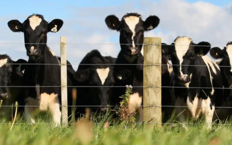 Dairy Farmers Thrive Amid Challenging Conditions