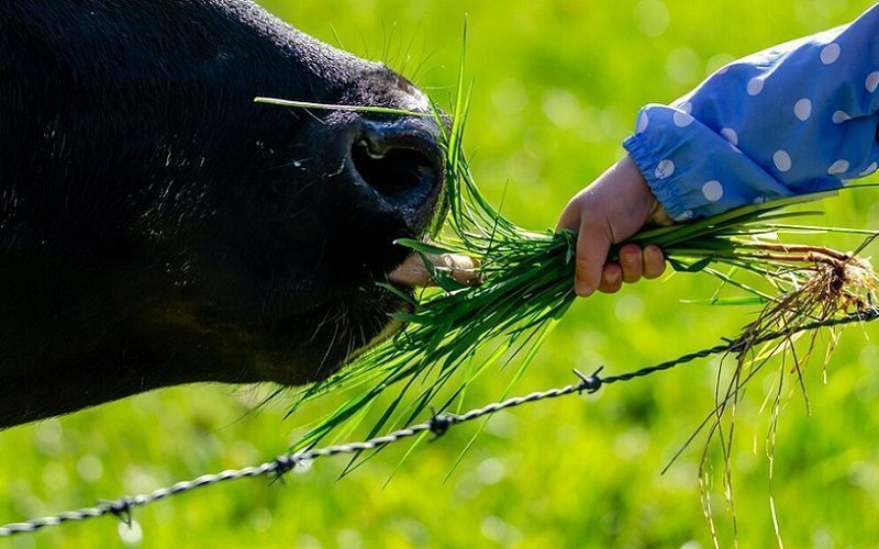 Adopt a Cow reaches 1.7M students, now open for enrollment