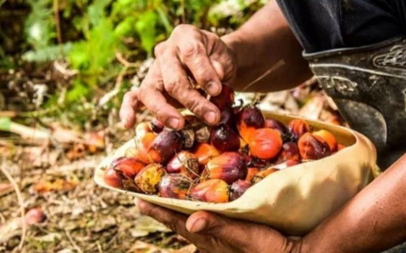 Правительство России предложило ставку НДС 22% для молокосодержащих продуктов с заменителем молочного жира