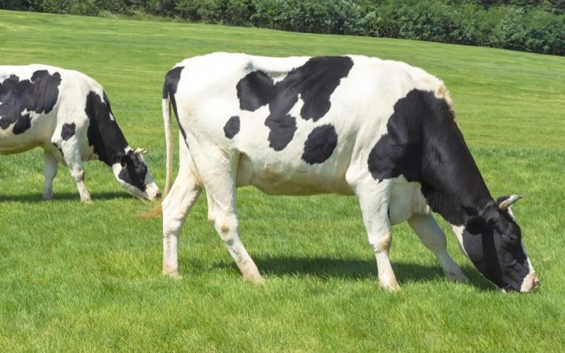 China Unleashes Genetic Chips: Revolutionizing Dairy Breeding
