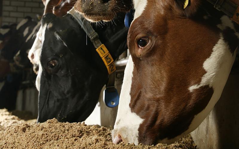 Rumen Korumalı Yağların Avustralya'daki Süt İneklerinin Sağlığı Üzerindeki Etkisi