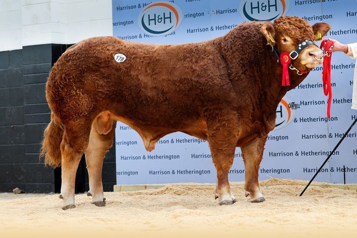 Livestock sales recorded dairy highs and pedigree prices