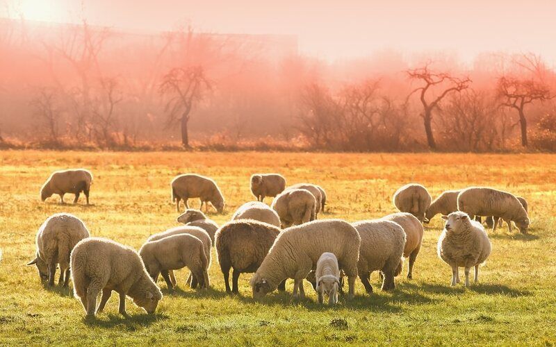 The number of sheep in New Zealand has decreased to an anti-record