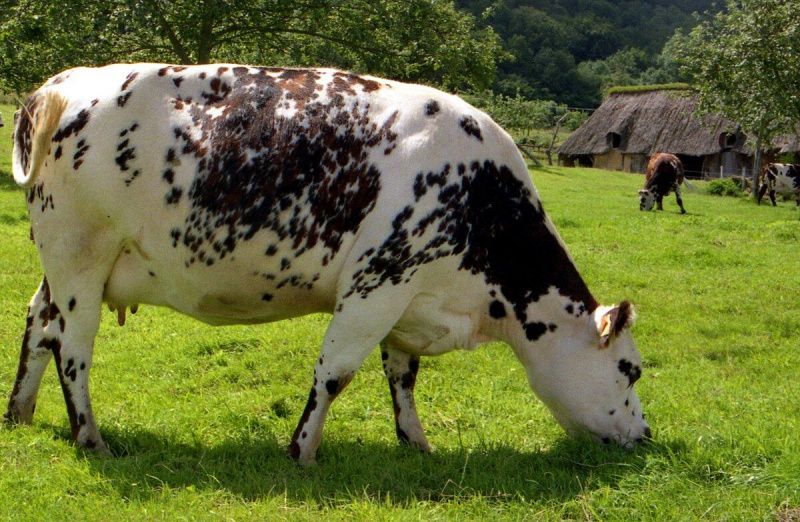 Why the Normande Breed is Ideal for Cheese Production