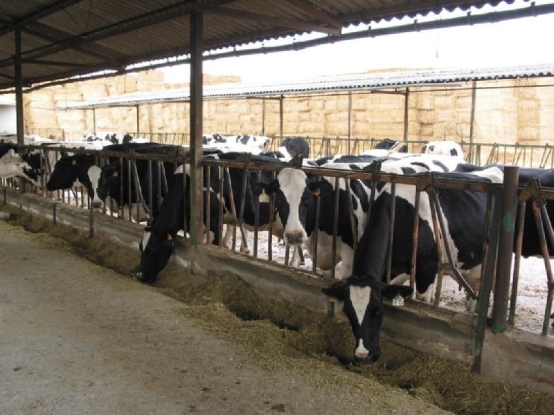 Spain increases milk output by 3.3% but loses almost 500 farmers in a year