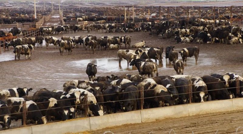 Endüstriyel Hayvancılık Atıkları Gıda Güvenliği İçin Büyük Tehdit Oluşturuyor