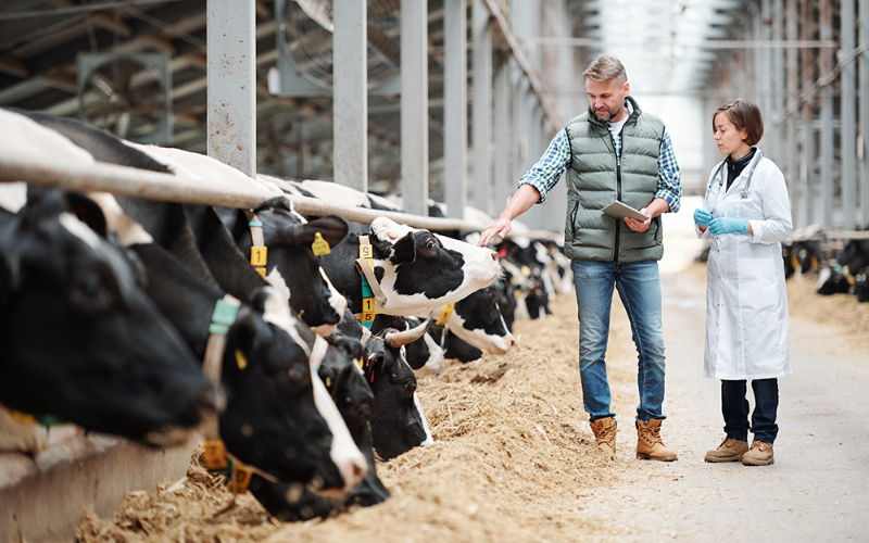 Irish Dairy Sector Faces Challenges Due to Work Permit Quota Fill