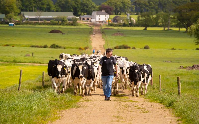 The €1.5 Billion Threat to Ireland’s Dairy Industry
