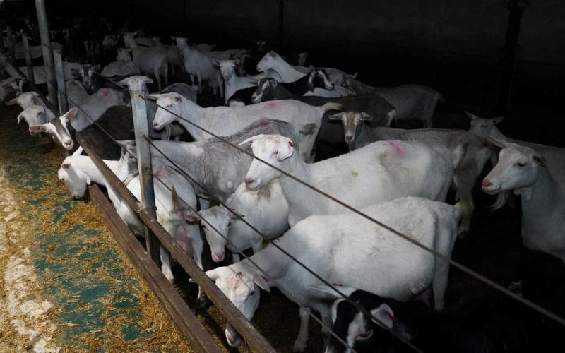 Oregon Yetkilileri, Hayvan İhmal İddiaları Üzerine Süt Çiftliğinden Yüzlerce Keçiyi Ele Geçirdi