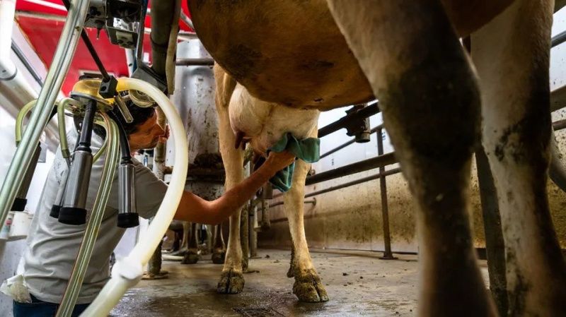 U.S. Dairy Markets Recover as Butter and NFDM Prices Surge