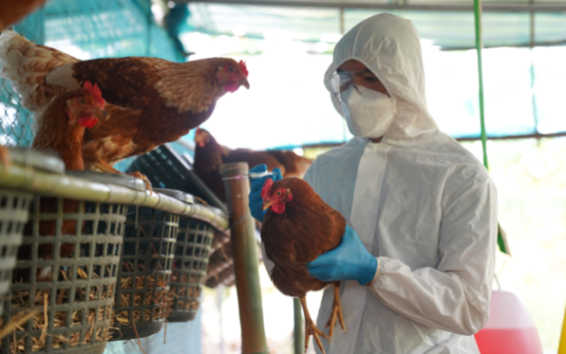 Bird Flu's Worrisome Spread to Cattle in the Mountain West