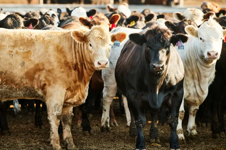 France reports first known human Shamonda virus infection