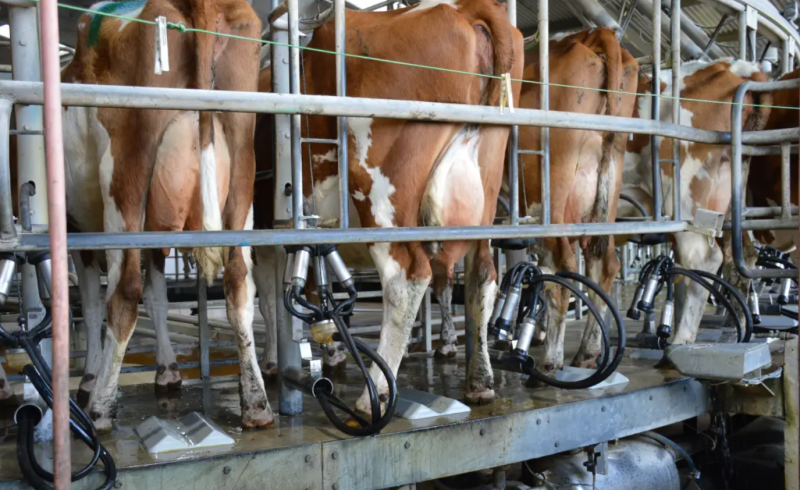European Livestock Strategy Emphasizes Sustainability and Competitiveness