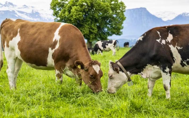 Spain Records Its First Outbreak of Bovine Contagious Nodular Dermatitis