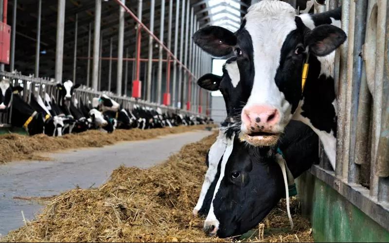 Animal Welfare Protocol Proposed for FCV-UNR Dairy Farm