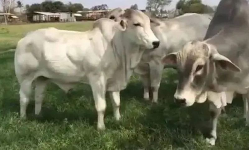 Dairy Farmers in Ceará Shift to Beef Production
