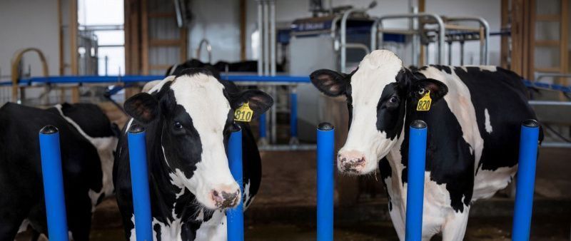 U.S. Dairy Industry Sees Investment Surge Amid Protein Demand