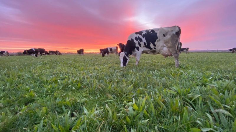 Ireland's Organic Milk Prices Rank Second Highest in the EU
