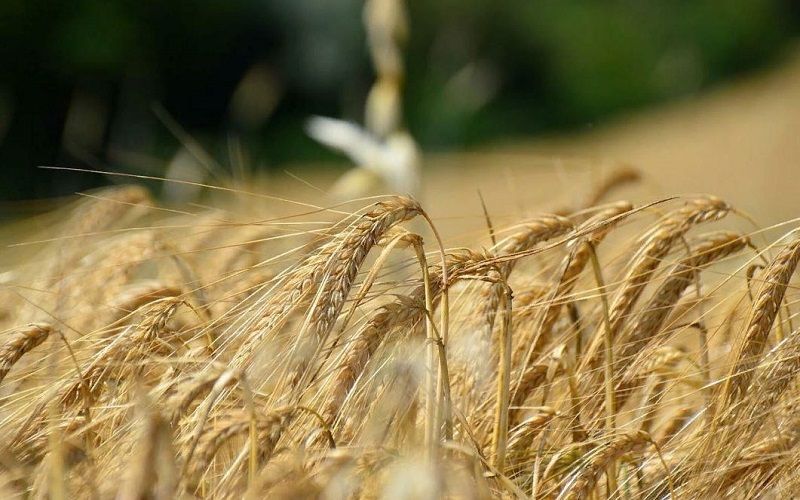 Низкое качество зерна подтверждают во многих российских регионах Низкое качество зерна подтверждают во многих российских регионах