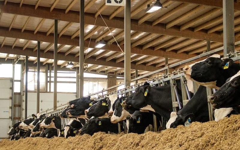 Güney Batı Süt Üreticileri Finansal Canlanma Yaşıyor