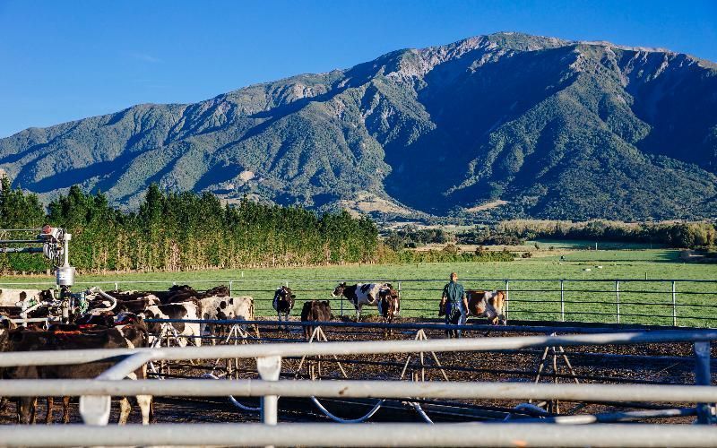 NZ Süt Ürünleri Sektörü: Ekonomik Toparlanma ve Yenilikte Bir Dayanak