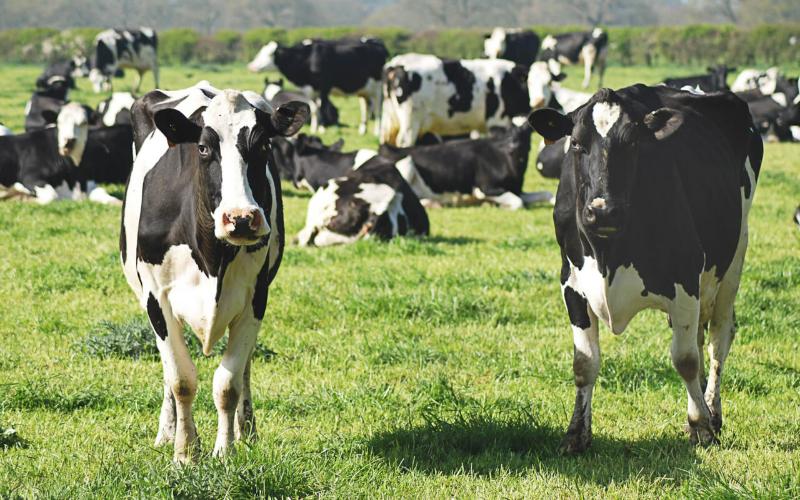 Fonterra Leads in Global Dairy Sustainability Initiatives