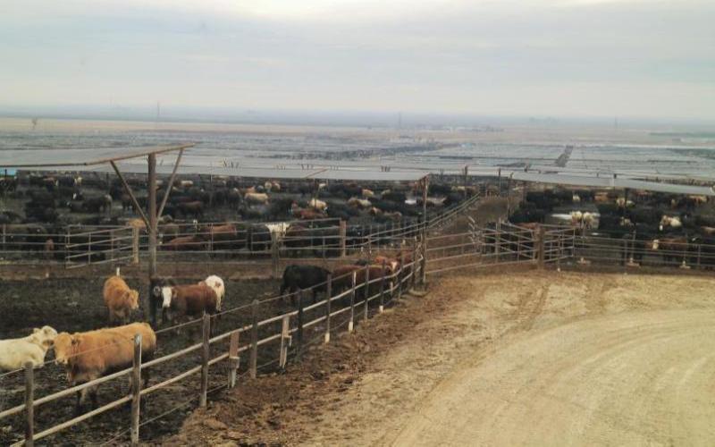 Mapped: California Holds the Most Cattle Feedlots in the U.S.