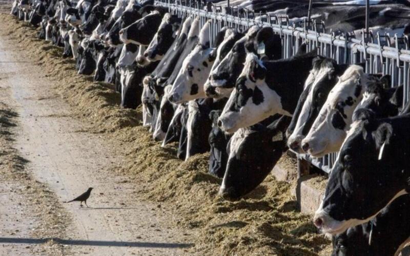 ABD Süt Ürünleri Pazarı, Artan Süt Arzıyla Karşı Karşıya