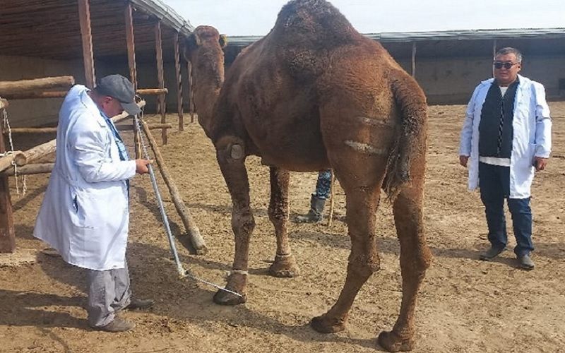 كازاخستان تقدم سلالة جديدة من الإبل الحلوب