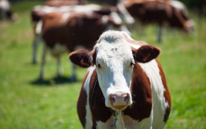 Производство молока в Жамбылской области выросло на 1,6% по итогам 2025 года