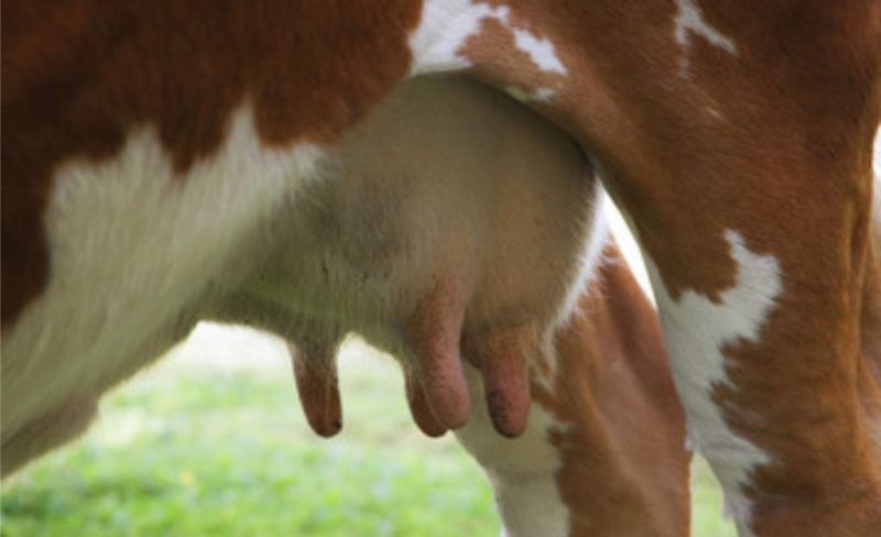 New Brazilian Drug for Bovine Mastitis Eliminates Milk Discard Necessity