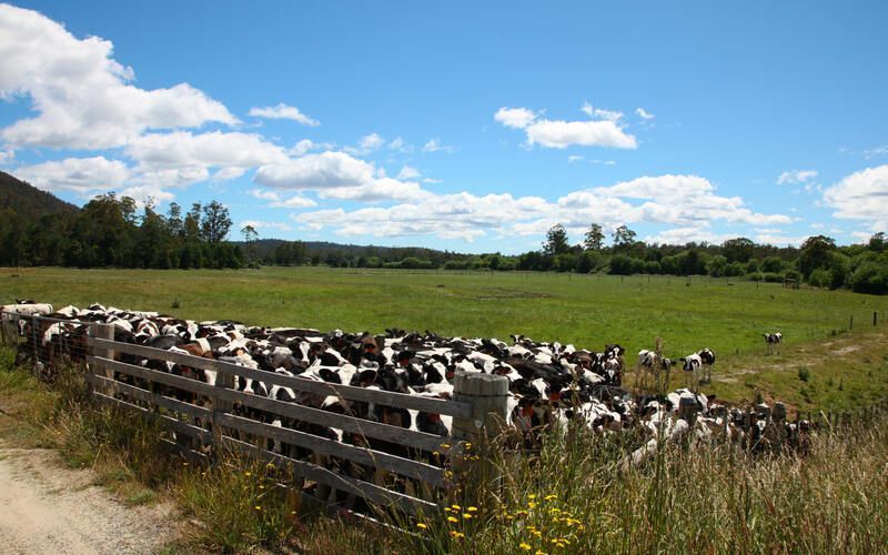 Sharp Decline in Sheep and Cattle Farming in Spain