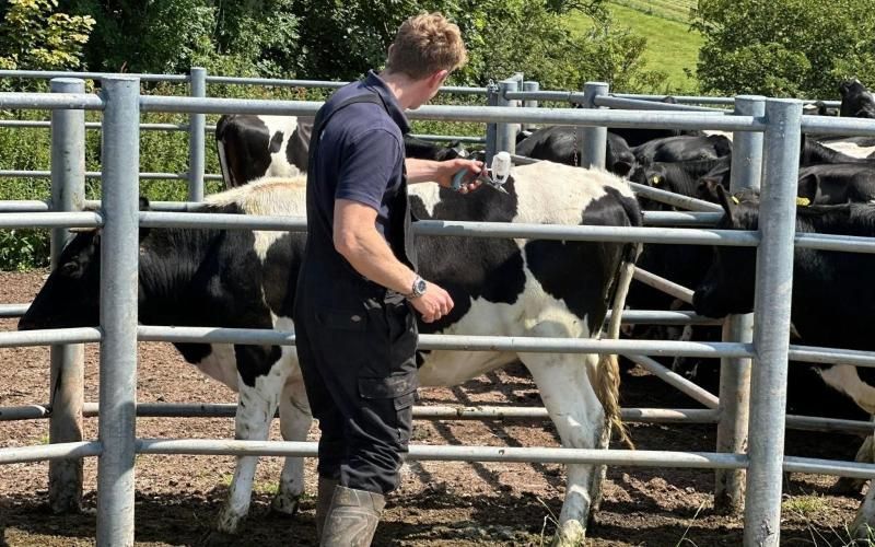 Why vaccination can make or break your dairy business