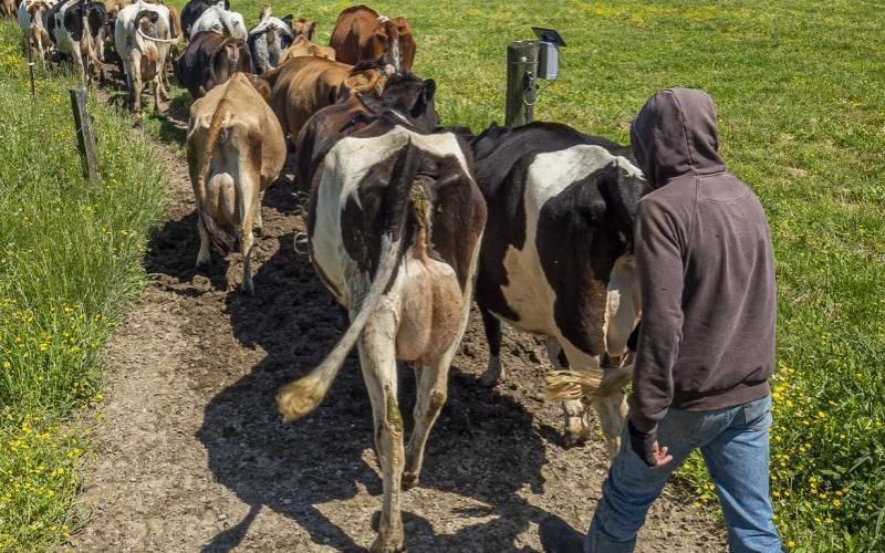 المزارعون الوطنيون يدفعون نحو وضع حد أدنى بقيمة 13 دولارًا للمساعدات الألبانية