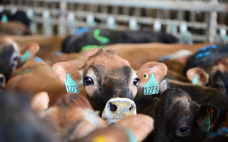 Dairy Innovation: A New Era in Southern Chile
